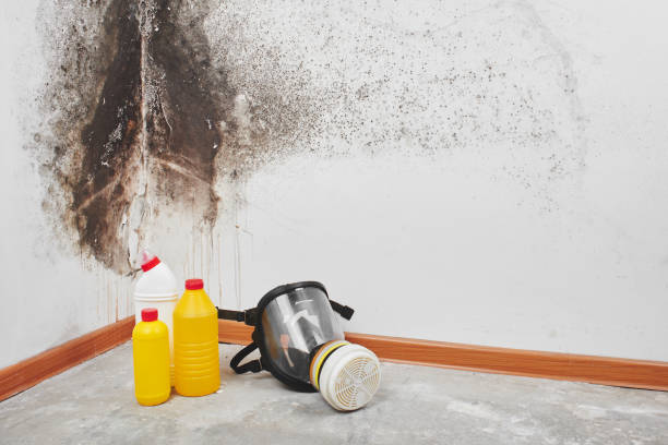 Best DIY Mold Remediation Support Services in Shanor Northvue, PA