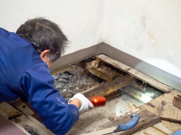 Best Industrial Mold Remediation in Shanor Northvue, PA