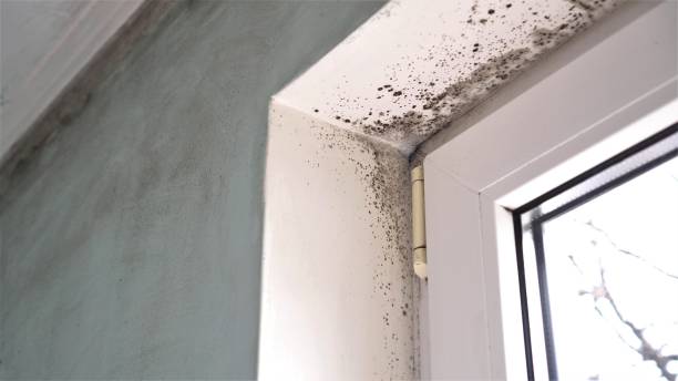 Best Commercial Mold Remediation in Shanor Northvue, PA