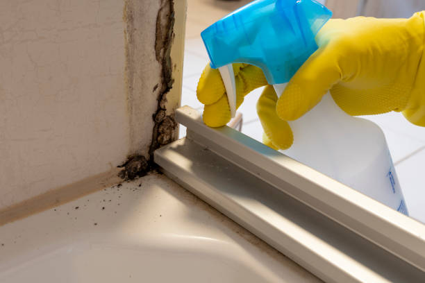 Best Mold Remediation for Schools in Shanor Northvue, PA
