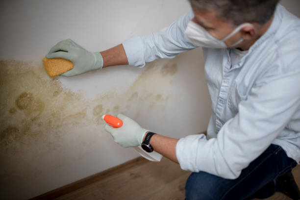 Best HVAC Mold Remediation in Shanor Northvue, PA
