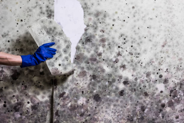 Best DIY Mold Remediation Support Services in Shanor Northvue, PA