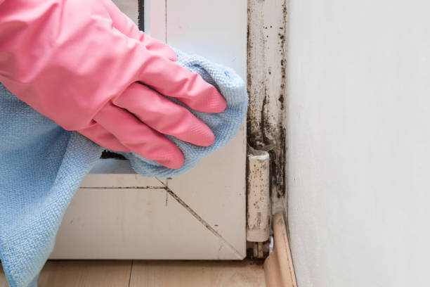 Best Bathroom Mold Remediation in Shanor Northvue, PA