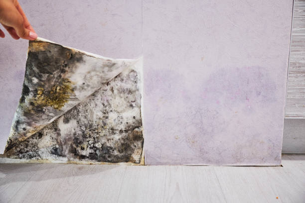 Best Residential Mold Remediation in Shanor Northvue, PA